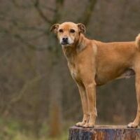 tierfotografie-hund-05